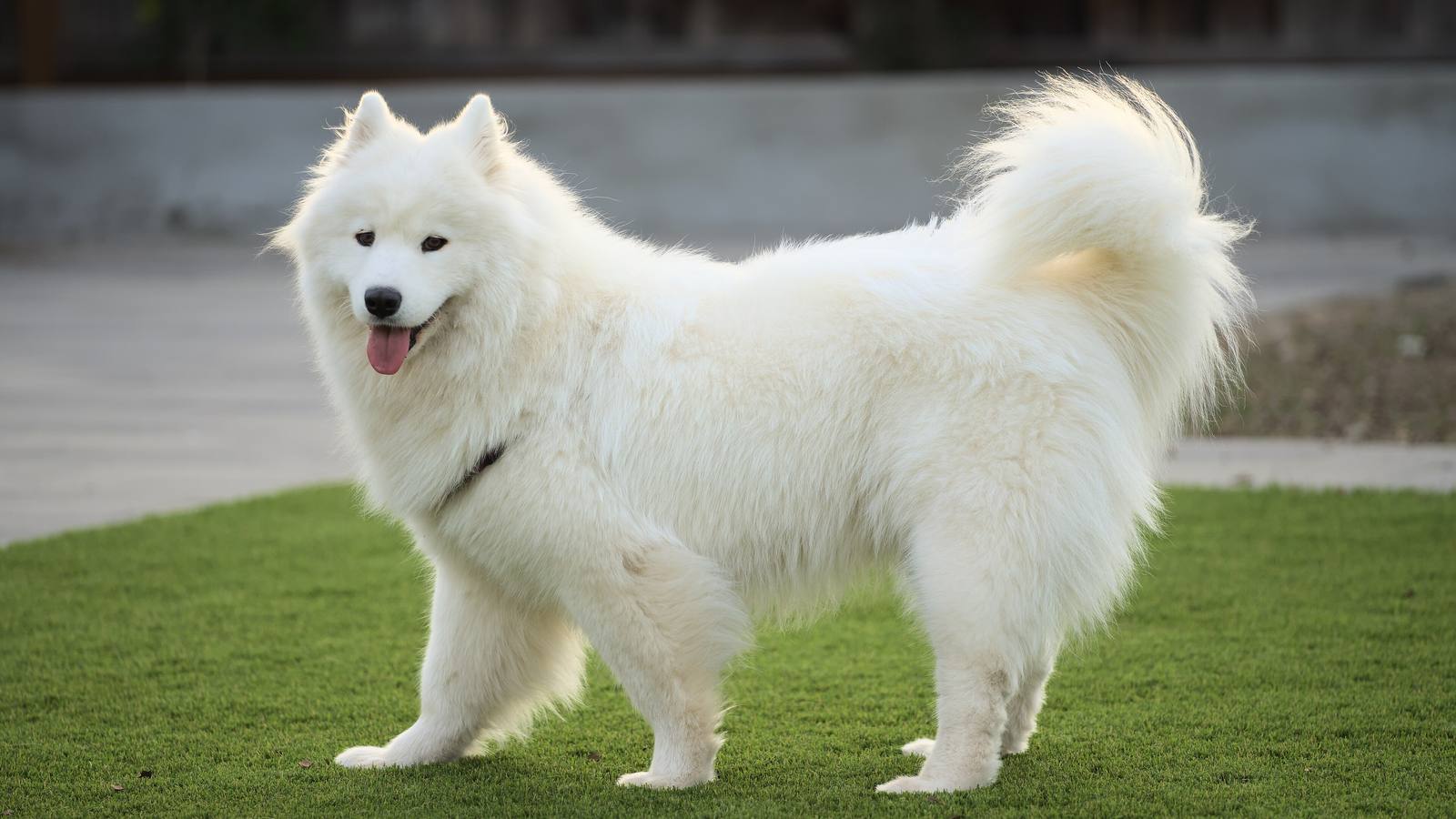 A fluffy white Samoyed dog standing on a lawn, smiling